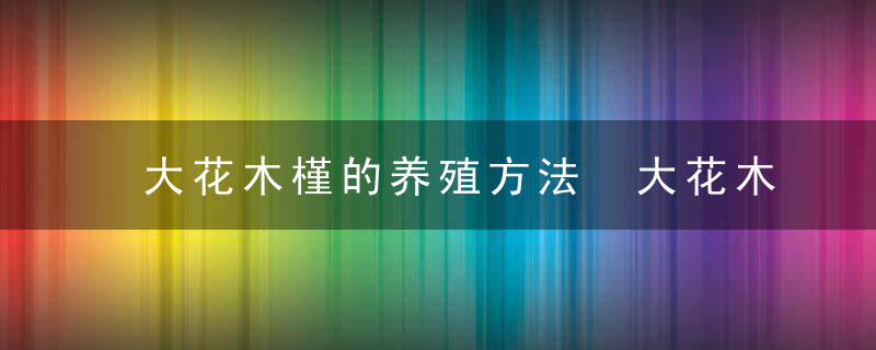 大花木槿的养殖方法 大花木槿的养殖方法简单介绍